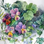 pansies-62x63cm