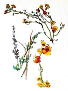 small-Botanical-art-online-course-scaled