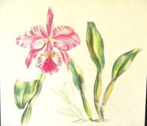 small-colored-pencil-botanical-art-scaled