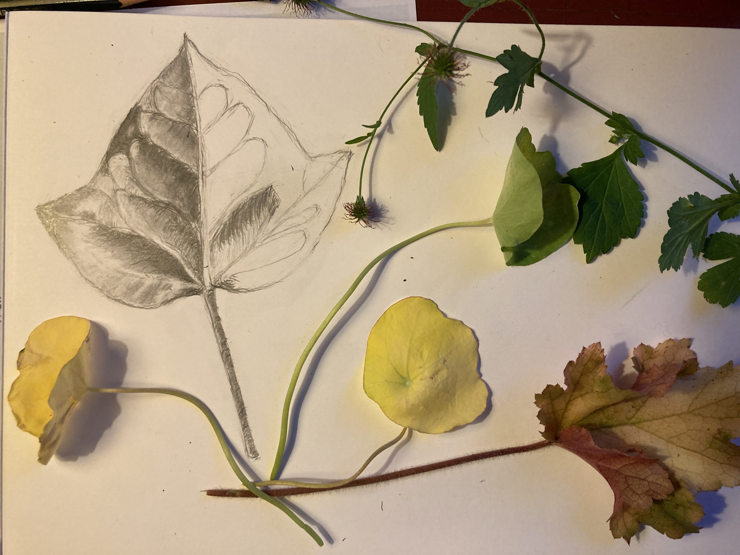 Read more about the article Online Botanical art course