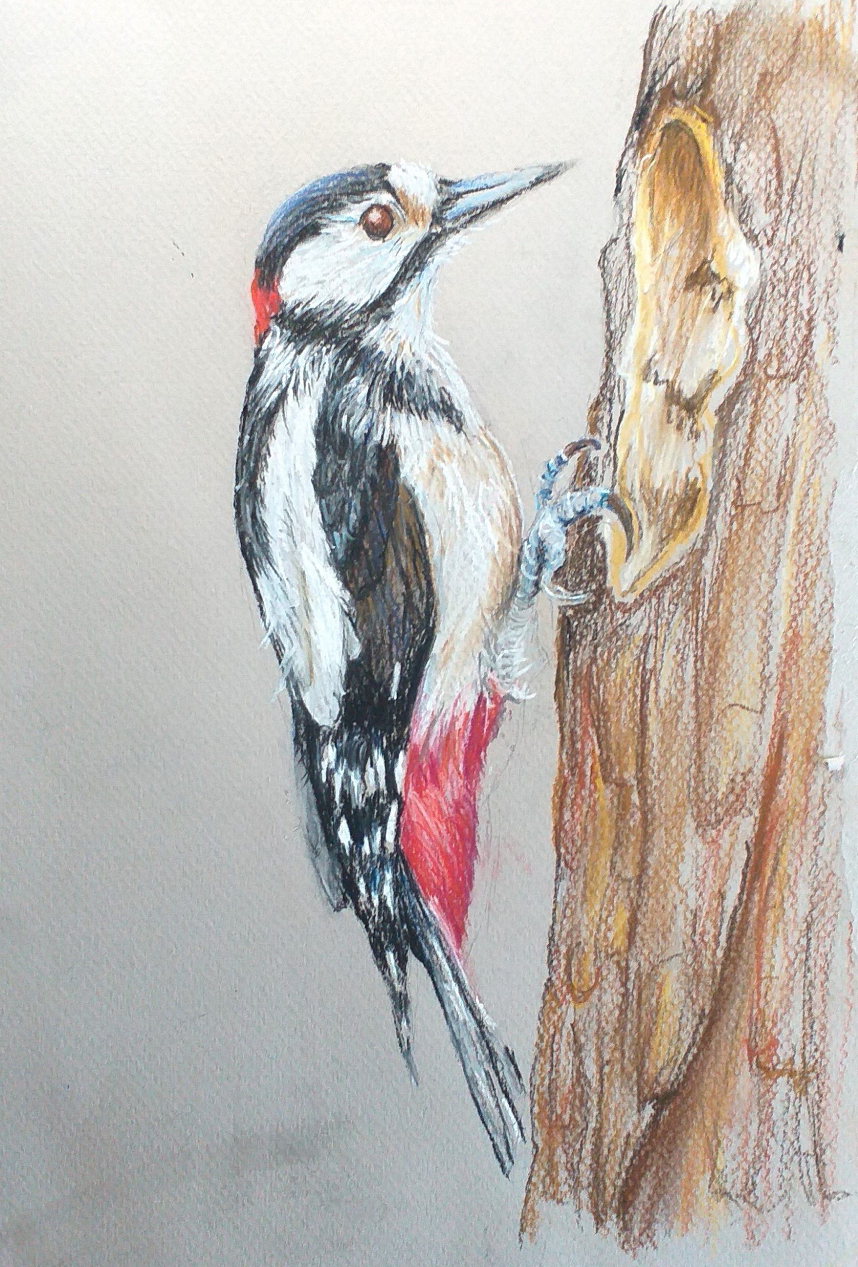 Read more about the article More beautiful artwork from Introduction to Soft Pastel course in Worcestershire to share with you.
